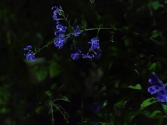 JUX-165 Sultry Japanese BBW's Steamy Shower & Epic Blowjob Extravaganza