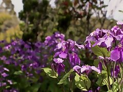 DDK-211 Seductive Japanese Goddess Indulges in Intimate Solo Fantasy