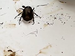 InShot_20210624_023759623 Sensuous Cuffed Beauty-Hard Fuck & Explosive Facial Orgasm Finale!