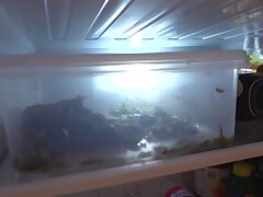 sdjs-189-4k Live Seduction-Japanese Ladyboys Unveil Intimate Erotic Delights